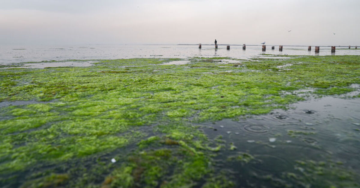 İzmir Körfezi’nde balık ölümlerinden sonra yosun kirliliği yaşanıyor