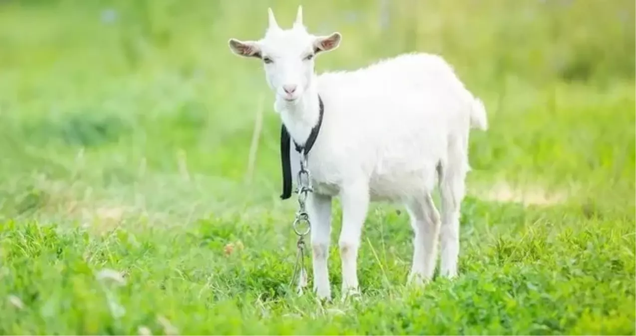 Ankara’da vahşet: Kaçırılan hamile keçiler kesilmiş şekilde bulundu