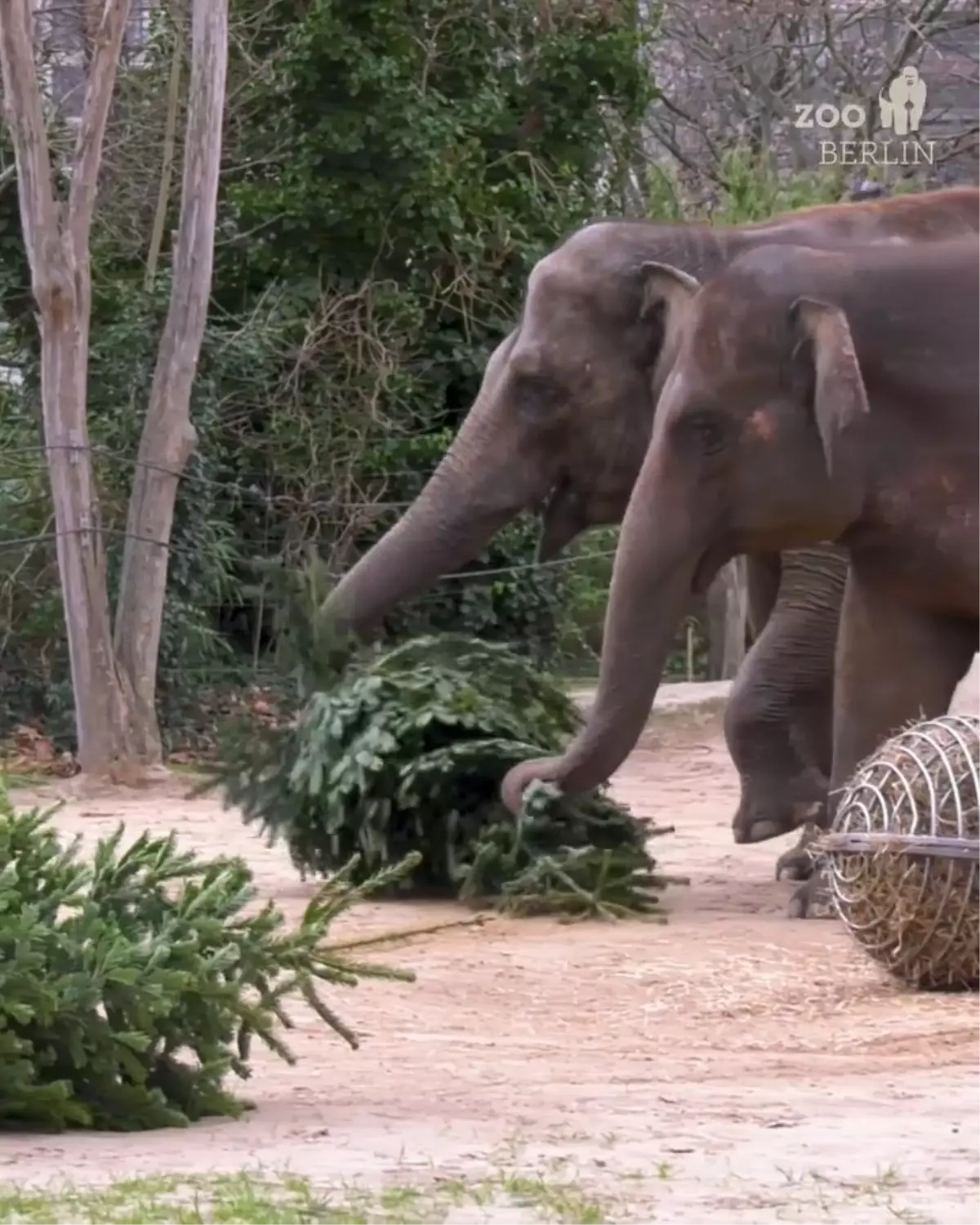 Berlin Hayvanat Bahçesi’nde Noel Gelenekleri