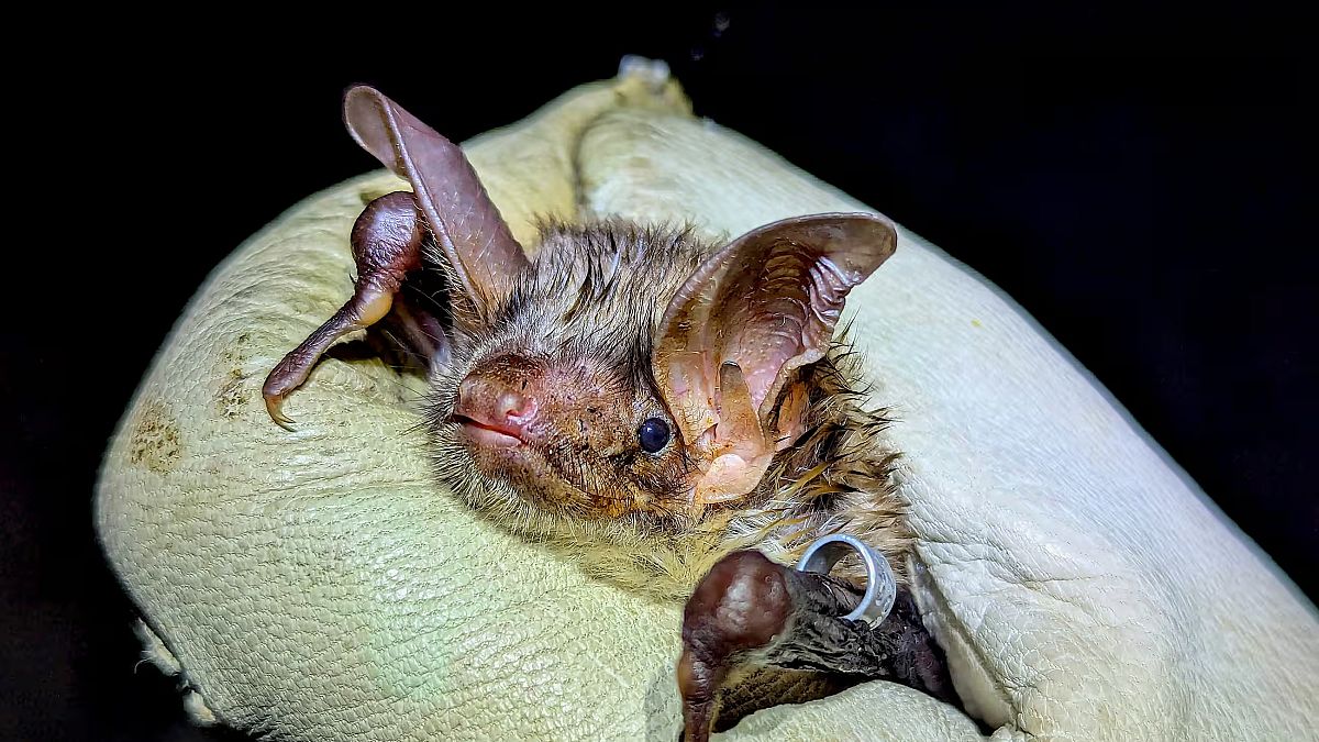 İngiltere’nin en yalnız yarasası için umut ışığı: Dişi bir yarasa bulundu