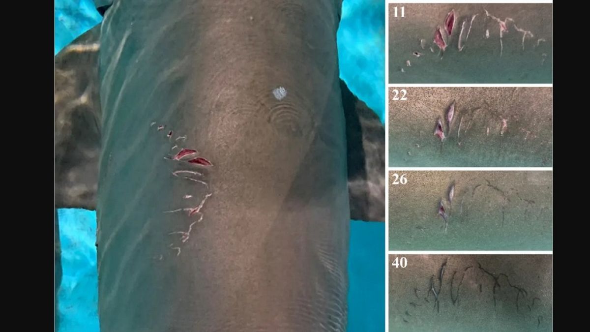 Korkunç yaralar köpekbalıklarının gizli cinsel yaşamını ortaya çıkardı