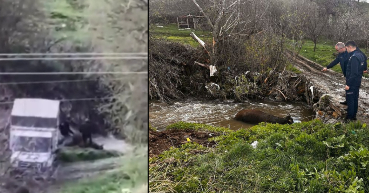 Yozgat’ta ölü büyükbaş hayvanı dereye bıraktılar